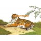 Resting Tiger  - #XRA673  -  PRINT