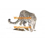 Snow Leopard  - #XRA787  -  PRINT