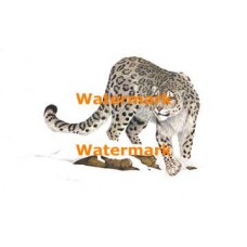Snow Leopard  - #XRA787  -  PRINT