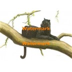 Black Panther  - #XRA790  -  PRINT