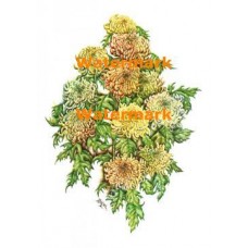 Mums  - #XRA980  -  PRINT