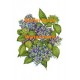 Hydrangea  - XRA982  -  PRINT