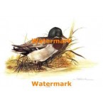 1.  Mallard  - #XK924/35  -  PRINT