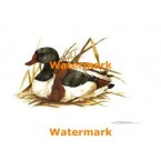 1.  Shelduck  - #XK924/36  -  PRINT