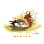 1.  Wigeon  - #XK924/37  -  PRINT