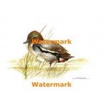 1.  Teal  - #XK924/38  -  PRINT