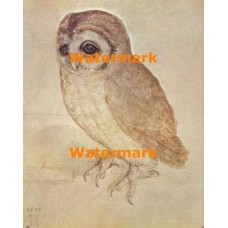 The Screech Owl  - XBMC113  -  PRINT