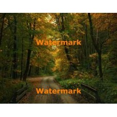 Forest Road  - #XBPH111  -  PHOTO PRINT