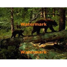 Bears  - XBPH152  -  PRINT PHOTO