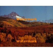 Autumn Forest  - XBPH155  -  PHOTO PRINT