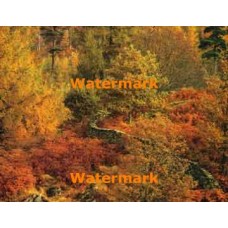 Autumn  - XBPH161  -  PHOTO PRINT