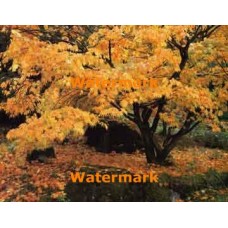 Autumn Canopy  - XBPH162  -  PHOTO PRINT
