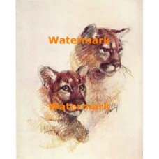 Lions  - #XRA905  -  PRINT