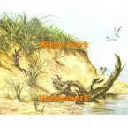 Driftwood  - XBSC855  -  PRINT