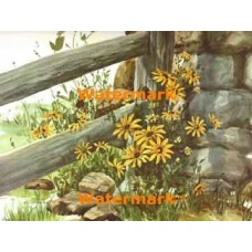 Wild Black-Eyed Susans  - #XBSC923  -  PRINT