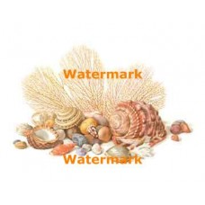 Seashells  - #XBSL551  -  PRINT