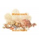 Seashells  - #XBSL551  -  PRINT