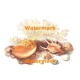 Seashells  - #XBSL553  -  PRINT