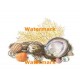 Seashells  - #XBSL554  -  PRINT