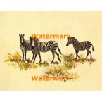 Zebras  -  #XBSP343  -  PRINT