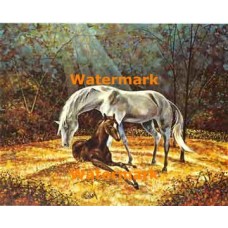 Horses  - XBSP356  -  PRINT