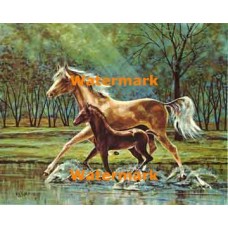 Horses  - XBSP357  -  PRINT