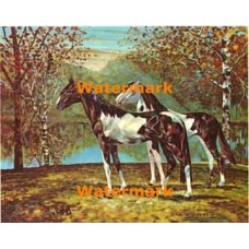 Horses  - XBSP358  -  PRINT