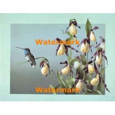 Hummingbird Resting  - XBBI-1004  -  PRINT