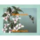 Hummingbird In Flight  - XBBI-1005  -  PRINT