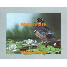 Water Lily Pond  - XBBI-1102  -  PRINT