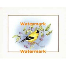 Bird  - XBBI-1117  -  PRINT