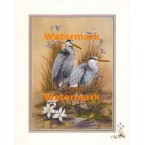 Wading Birds  - #XBBI-1177  -  PRINT