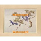 Blue Jays  - XBBI-1195  -  PRINT