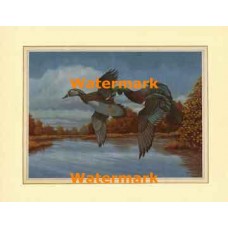 Ducks  - XBBI-1227  -  PRINT