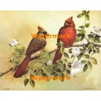 Cardinals  - XBBI-1243  -  PRINT