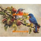 Bluebirds  - XBBI-1244  -  PRINT