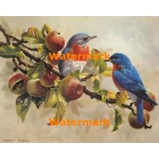 Bluebirds  - XBBI-1244  -  PRINT