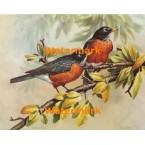 American Robins  - XBBI-1245  -  PRINT