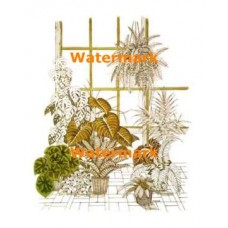 Plants  - #XBFL1019  -  PRINT