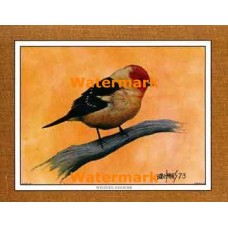 Western Tanager  - #XKFL1065  -  PRINT