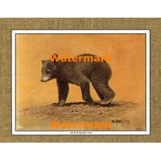 Black Bear Cub  - #XKFL1070  -  PRINT