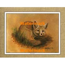 Kit Fox  - XKFL1073  -  PRINT