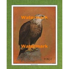 Bald Eagle  - #XKFL1076  -  PRINT