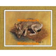 Desert Cottontail  - #XKFL1082  -  PRINT