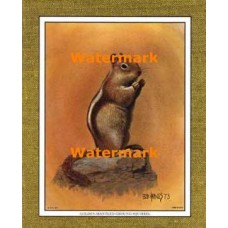 Golden-Mantled Ground Squirrel  - #XKFL1084  -  PRINT