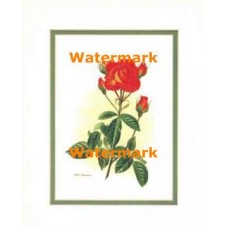 Rose  - #XBFL1716  -  PRINT