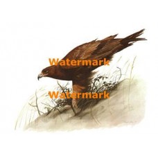 Eagle  - XRA1047  -  PRINT