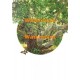 Spreading Trunk  - #XRA1093  -  PRINT