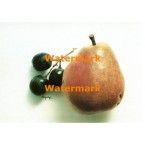 Pear & Grapes  - #XRA1188  -  PRINT