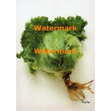 Lettuce  - XRA1190  -  PRINT